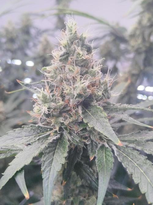 Candy Kush @ Nirvana Seeds. Week 16 - Flowering W8 D1 