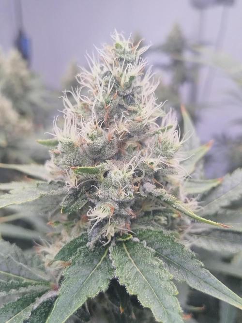 Candy Kush @ Nirvana Seeds. Week 16 - Flowering W8 D1 