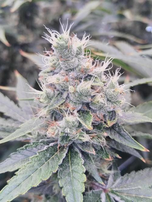 Candy Kush @ Nirvana Seeds. Week 16 - Flowering W8 D1 