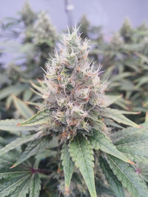 Candy Kush @ Nirvana Seeds. Week 16 - Flowering W8 D1 