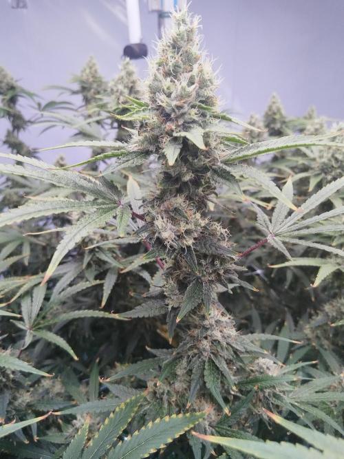 Candy Kush @ Nirvana Seeds. Week 16 - Flowering W8 D1 