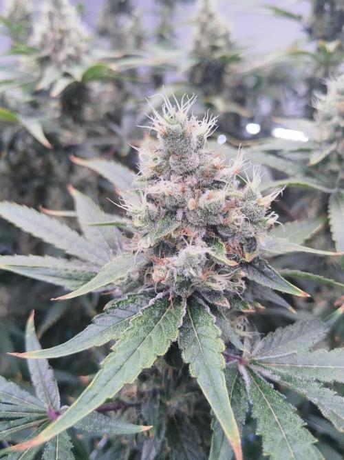 Candy Kush @ Nirvana Seeds. Week 16 - Flowering W8 D3