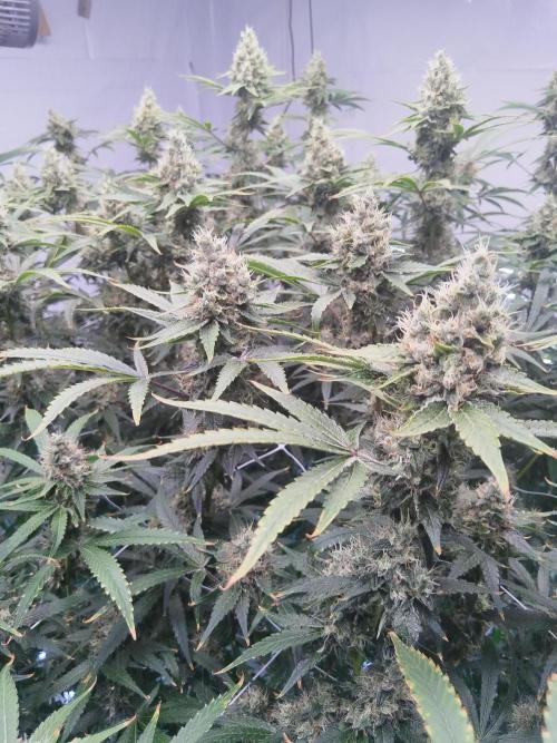 Candy Kush @ Nirvana Seeds. Week 16 - Flowering W8 D3