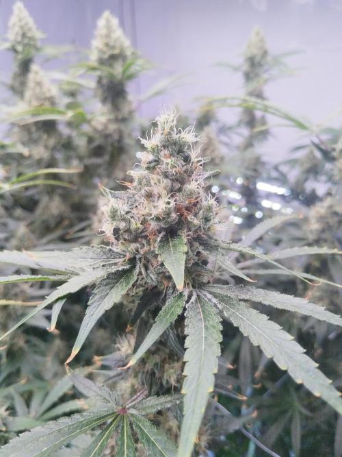 Candy Kush @ Nirvana Seeds. Week 16 - Flowering W8 D3