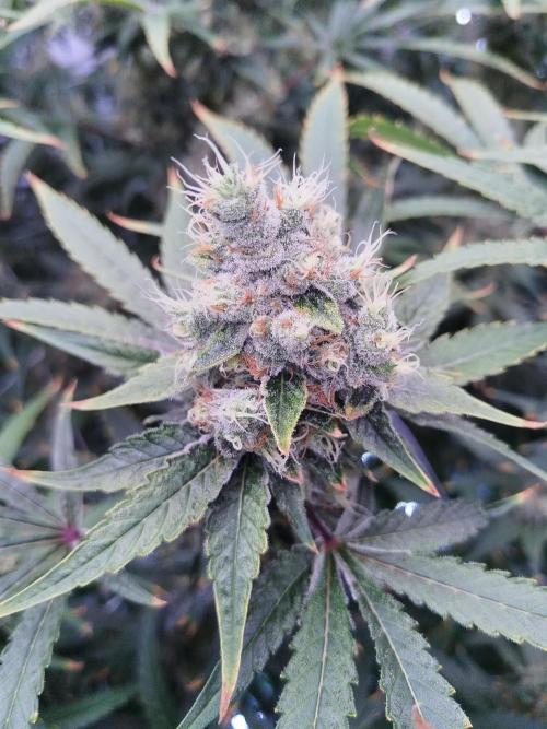 Candy Kush @ Nirvana Seeds. Week 16 - Flowering W8 D3