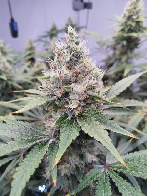 Candy Kush @ Nirvana Seeds. Week 16 - Flowering W8 D3