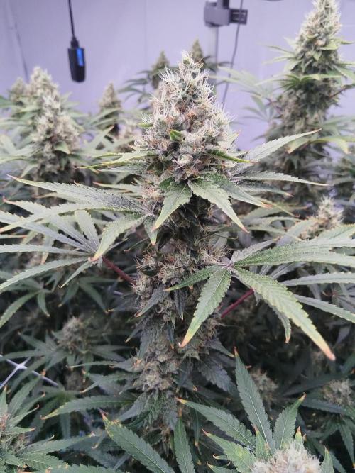 Candy Kush @ Nirvana Seeds. Week 16 - Flowering W8 D3