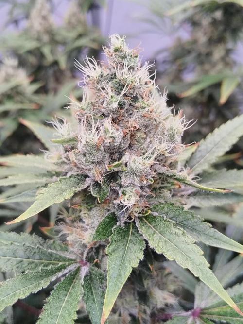 Candy Kush @ Nirvana Seeds. Week 16 - Flowering W8 D3