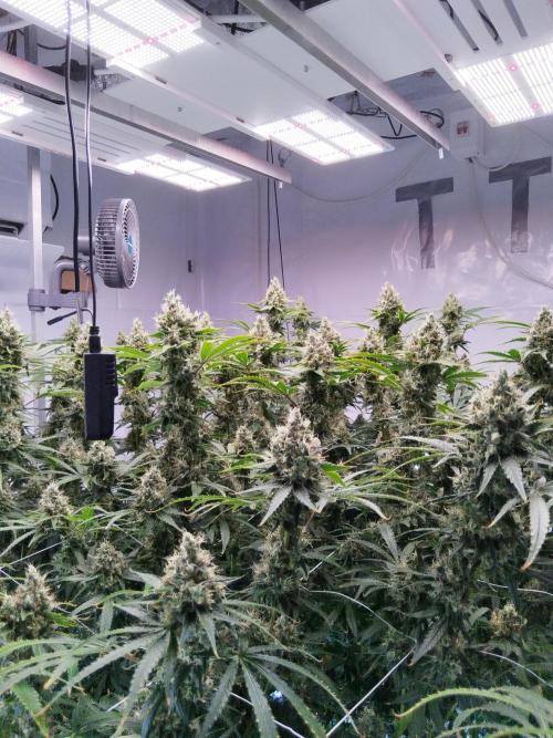 Candy Kush @ Nirvana Seeds. Week 16 - Flowering W8 D3