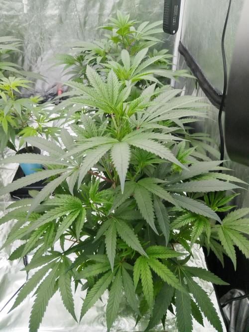 Candy Kush FEM - Nirvana Seeds. Week 2 - Vegetative W2 D2
