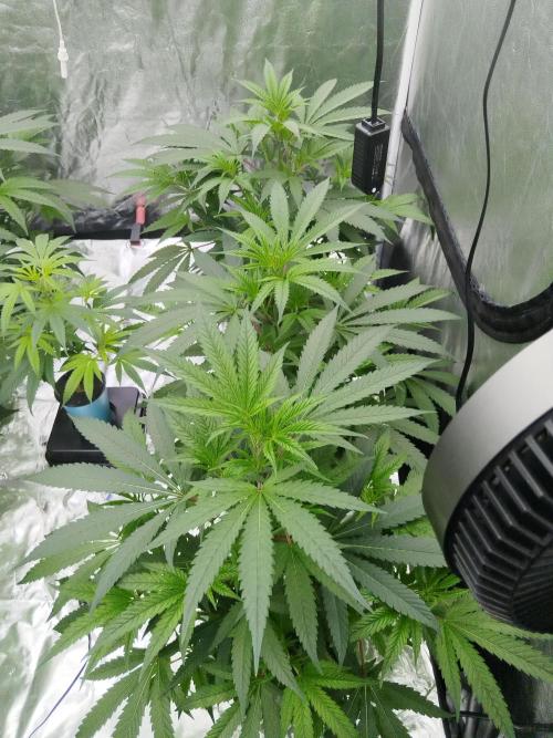 Candy Kush FEM - Nirvana Seeds. Week 2 - Vegetative W2 D2
