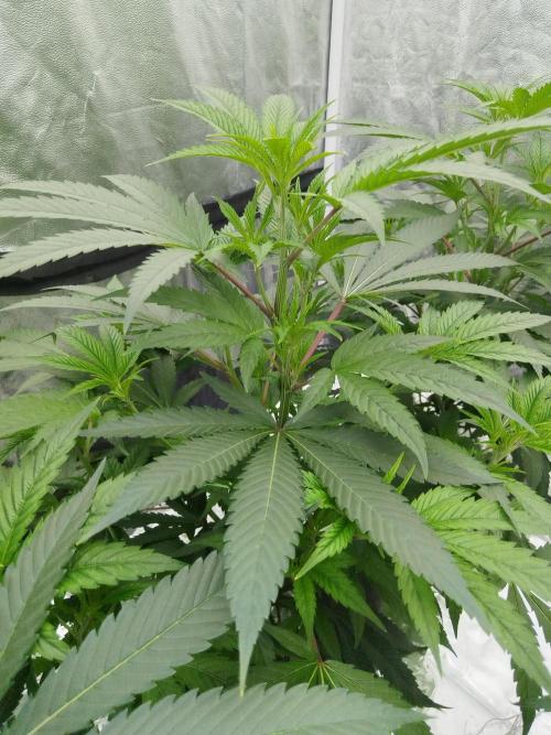 Candy Kush FEM - Nirvana Seeds. Week 2 - Vegetative W2 D2
