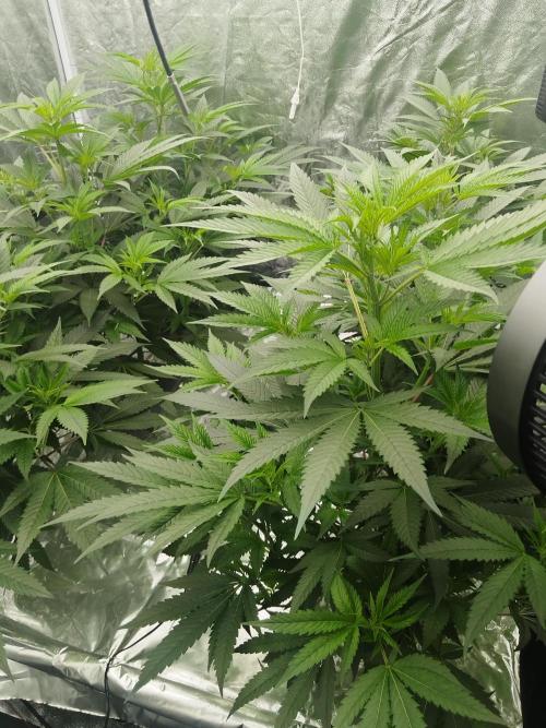 Candy Kush FEM - Nirvana Seeds. Week 2 - Vegetative W2 D2
