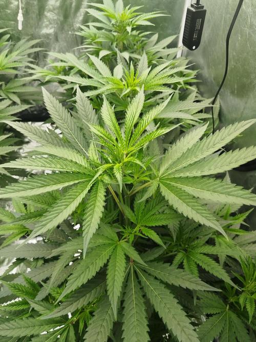Candy Kush FEM - Nirvana Seeds. Week 2 - Vegetative W2 D4
