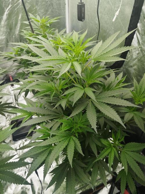 Candy Kush FEM - Nirvana Seeds. Week 2 - Vegetative W2 D4
