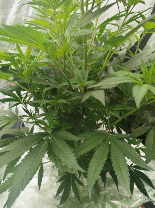 Candy Kush FEM - Nirvana Seeds. Week 2 - Vegetative W2 D4
