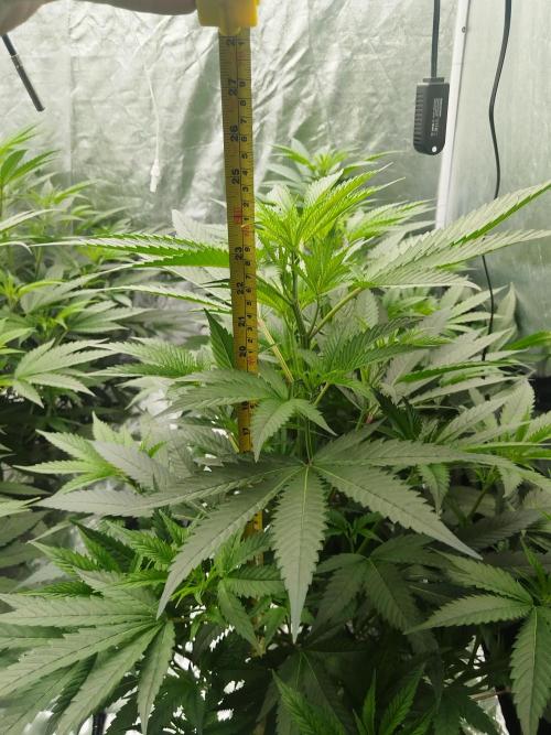 Candy Kush FEM - Nirvana Seeds. Week 2 - Vegetative W2 D4
