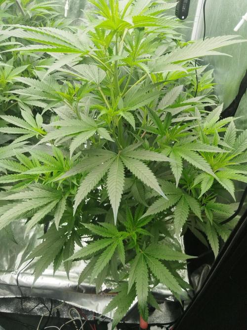 Candy Kush FEM - Nirvana Seeds. Week 2 - Vegetative W2 D6
