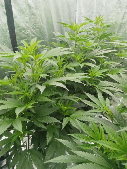 Candy Kush FEM - Nirvana Seeds. Week 2 - Vegetative W2 D6
