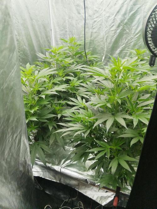 Candy Kush FEM - Nirvana Seeds. Week 2 - Vegetative W2 D7
