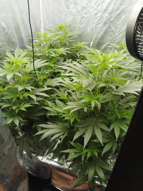 Candy Kush FEM - Nirvana Seeds. Week 2 - Vegetative W2 D7
