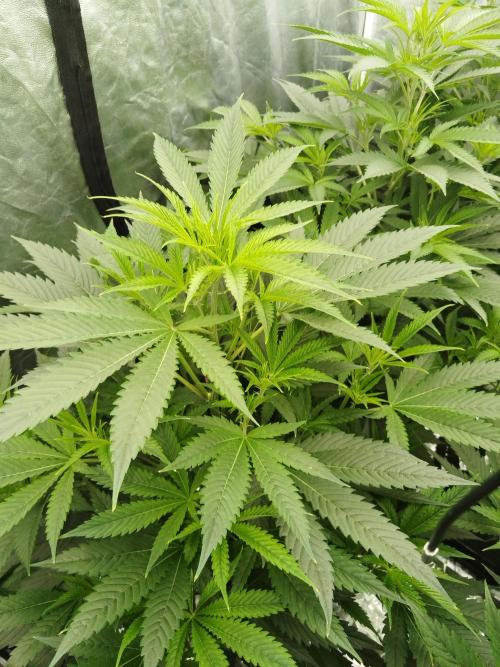 Candy Kush FEM - Nirvana Seeds. Week 2 - Vegetative W2 D7
