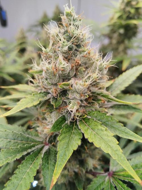 Candy Kush @ Nirvana Seeds. Week 16 - Flowering W8 D5