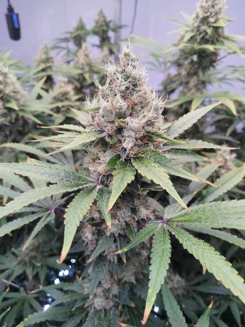 Candy Kush @ Nirvana Seeds. Week 16 - Flowering W8 D5