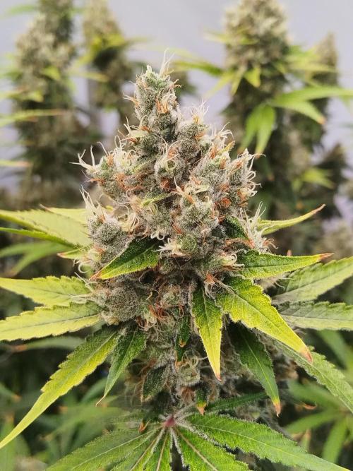 Candy Kush @ Nirvana Seeds. Week 16 - Flowering W8 D7