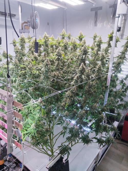 Candy Kush @ Nirvana Seeds. Week 16 - Flowering W8 D7