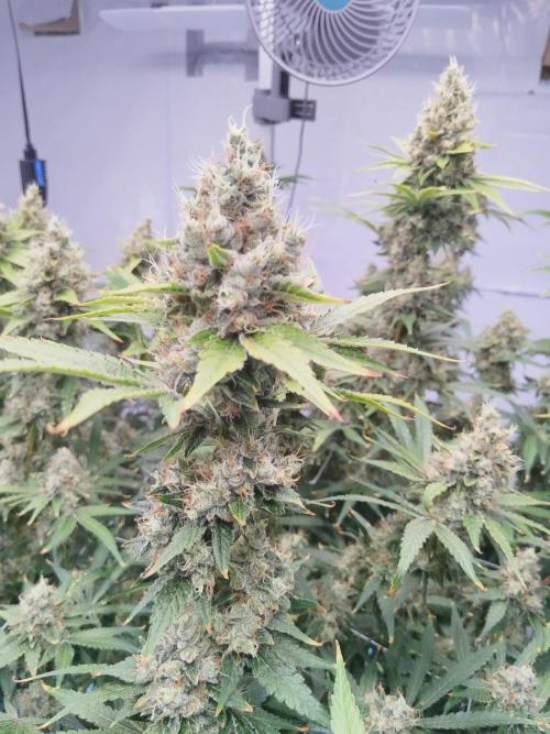 Candy Kush @ Nirvana Seeds. Week 16 - Flowering W8 D7