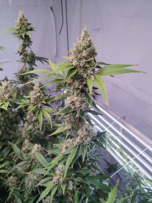 Candy Kush @ Nirvana Seeds. Week 16 - Flowering W8 D7