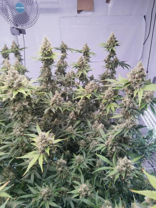 Candy Kush @ Nirvana Seeds. Week 16 - Flowering W8 D7