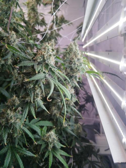 Candy Kush @ Nirvana Seeds. Week 16 - Flowering W8 D7