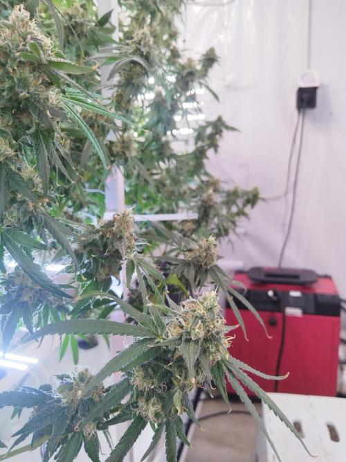 Candy Kush @ Nirvana Seeds. Week 16 - Flowering W8 D7