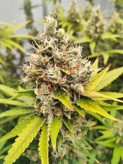 Candy Kush @ Nirvana Seeds. Week 16 - Flowering W8 D7