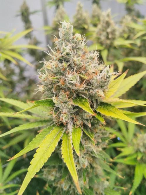 Candy Kush @ Nirvana Seeds. Week 16 - Flowering W8 D7