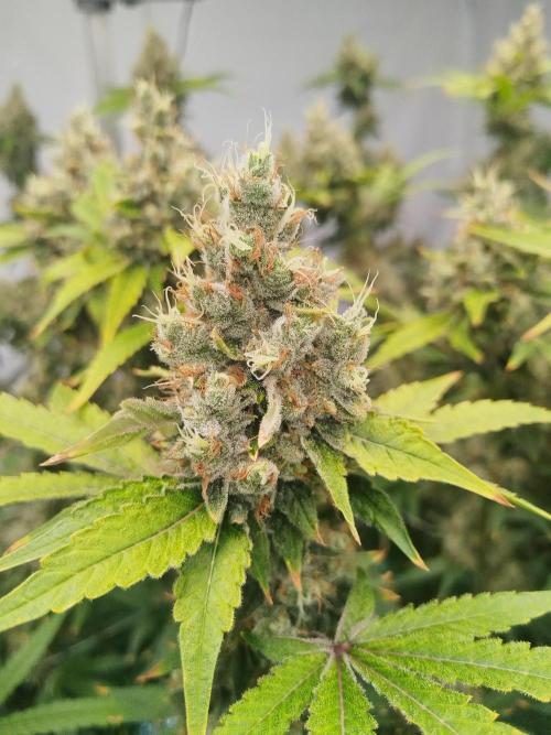 Candy Kush @ Nirvana Seeds. Week 16 - Flowering W8 D7