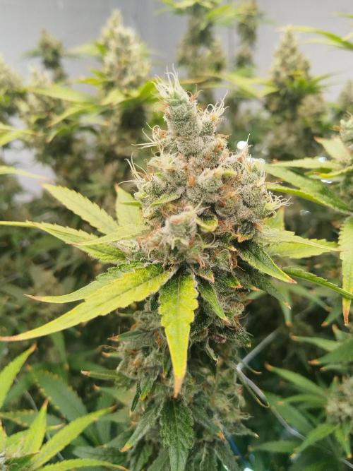 Candy Kush @ Nirvana Seeds. Week 16 - Flowering W8 D7