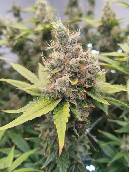 Candy Kush @ Nirvana Seeds. Week 16 - Flowering W8 D7