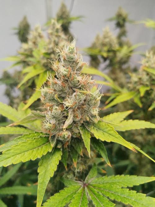 Candy Kush @ Nirvana Seeds. Week 16 - Flowering W8 D7