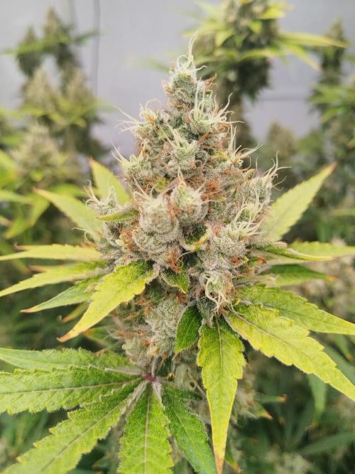 Candy Kush @ Nirvana Seeds. Week 16 - Flowering W8 D7