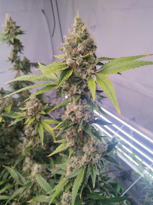 Candy Kush @ Nirvana Seeds. Week 16 - Flowering W8 D7