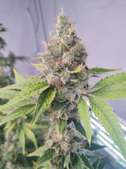 Candy Kush @ Nirvana Seeds. Week 16 - Flowering W8 D7