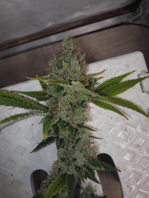 Candy Kush @ Nirvana Seeds. Week 17 - Harvest Day
