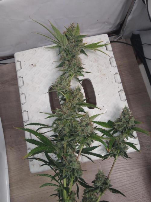 Candy Kush @ Nirvana Seeds. Week 17 - Harvest Day
