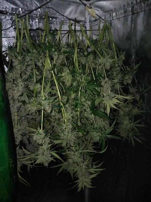 Candy Kush @ Nirvana Seeds. Week 17 - Harvest Day
