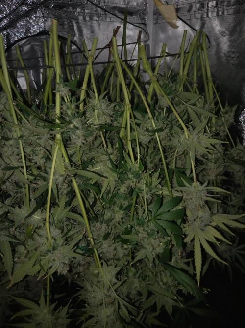Candy Kush @ Nirvana Seeds. Week 17 - Harvest Day
