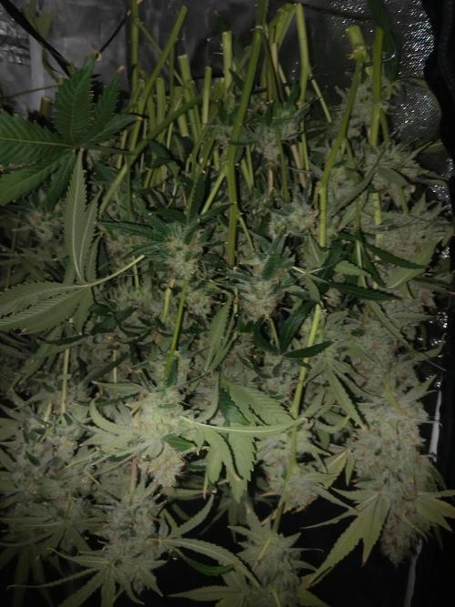 Candy Kush @ Nirvana Seeds. Week 17 - Harvest Day
