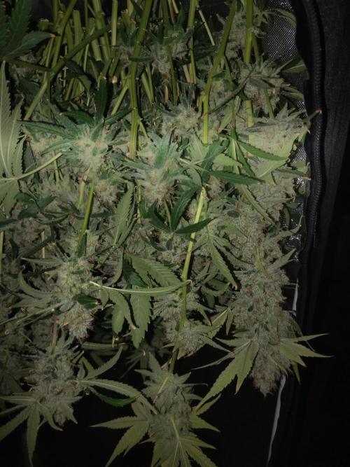 Candy Kush @ Nirvana Seeds. Week 17 - Harvest Day
